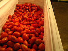 chest freezer full of tomatoes
