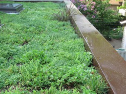 Our green roof, with sedums and a couple of annual grasses planted along the edge